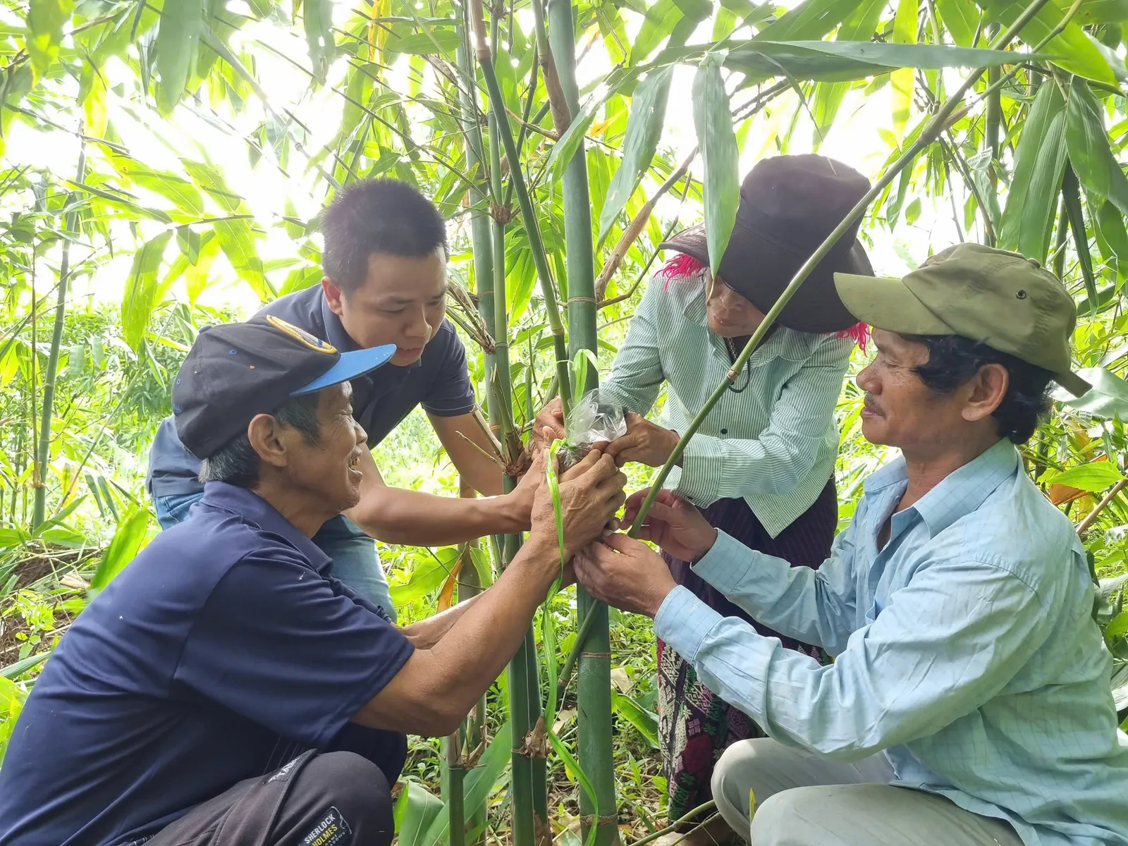 Tập huấn kỹ thuật nhân giống tre lấy măng cùng bà con